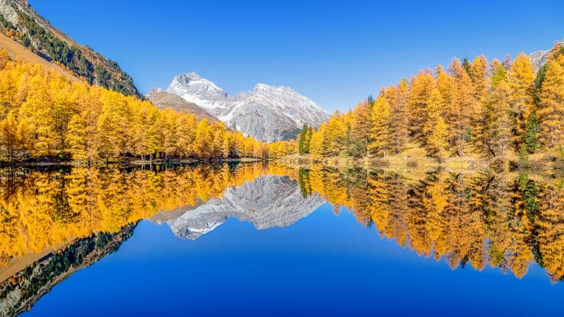 Lai da Palpuogna Autumn trees Wallpaper