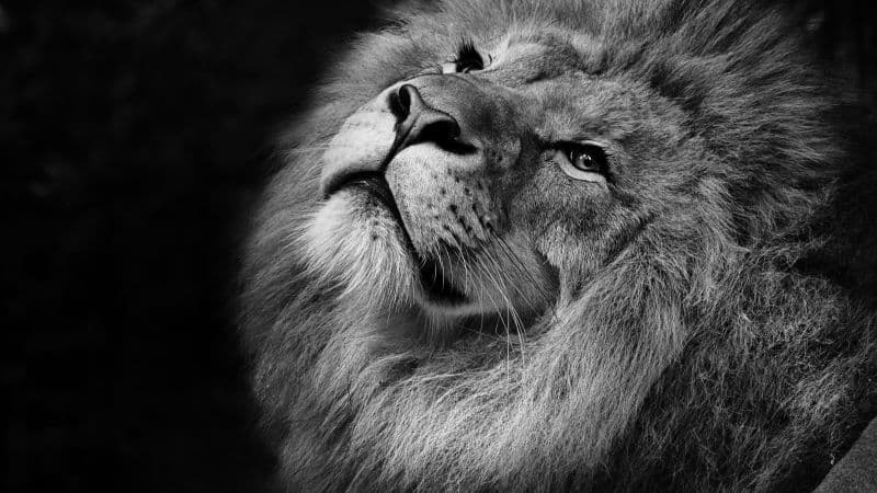African Lion Black background Wallpaper
