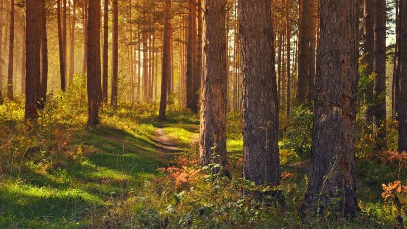 Tree Trunks Woods Wallpaper