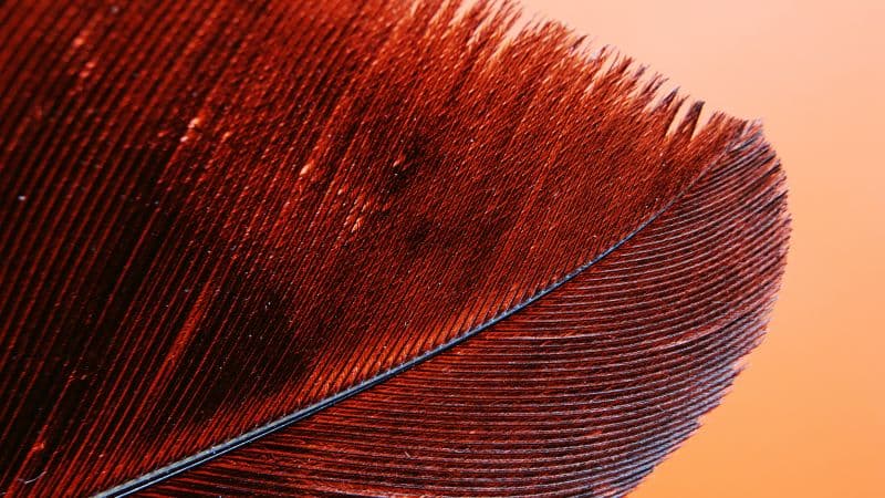 Red Feather Bird Wallpaper