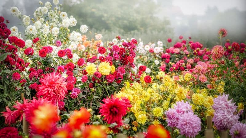 Dahlia flower Blossom Wallpaper
