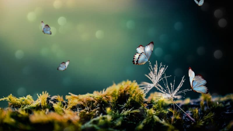 White Butterflies Mystical Forest Wallpaper