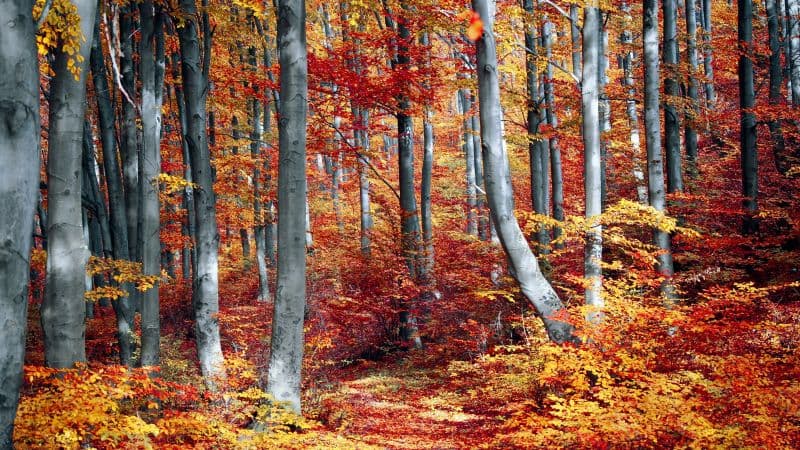 Autumn Forest Woods Wallpaper
