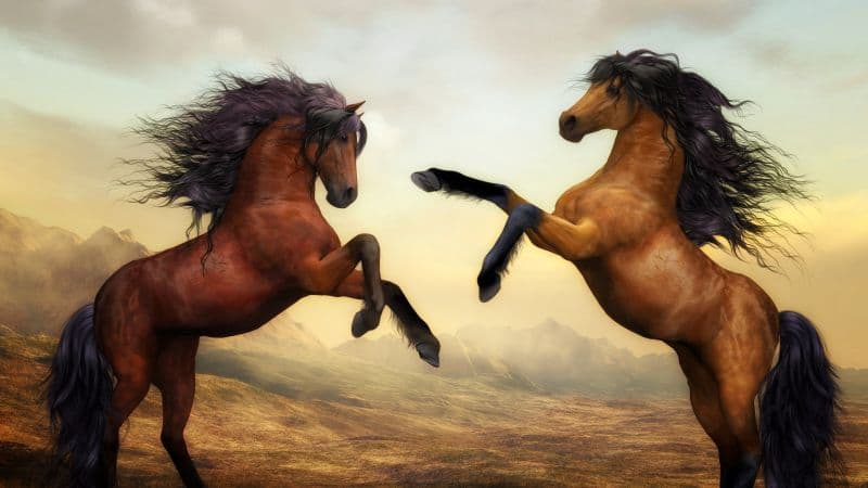 Wild Horses Pair Wallpaper