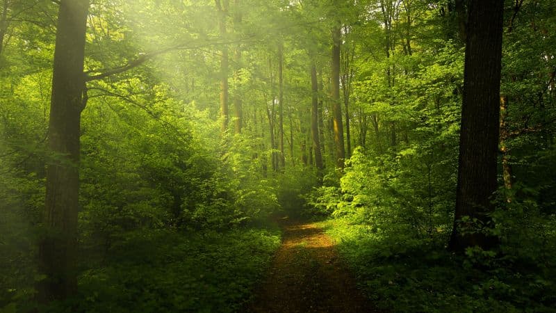 Green Forest Woods Wallpaper