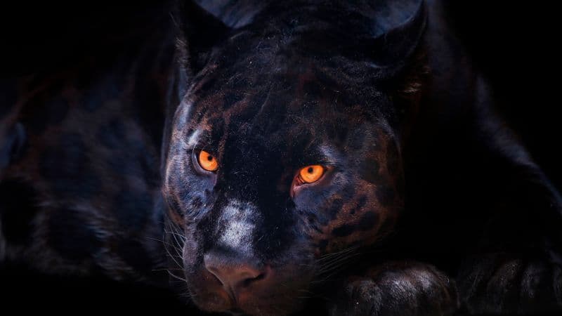 Black Panther Dark background Wallpaper