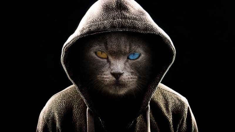 Scary Cat Hoodie Wallpaper