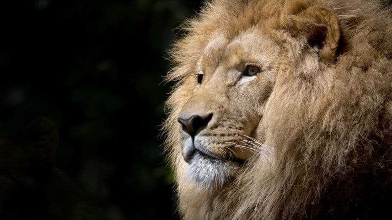 African Lion Face Wallpaper