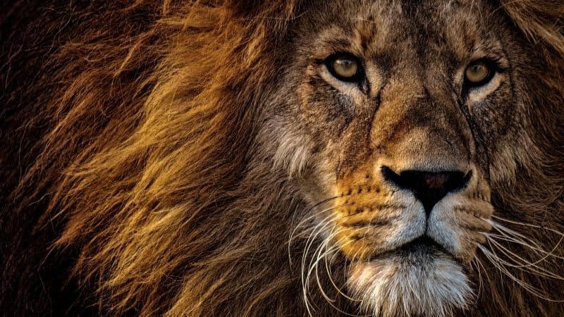 African Lion Portrait Wallpaper