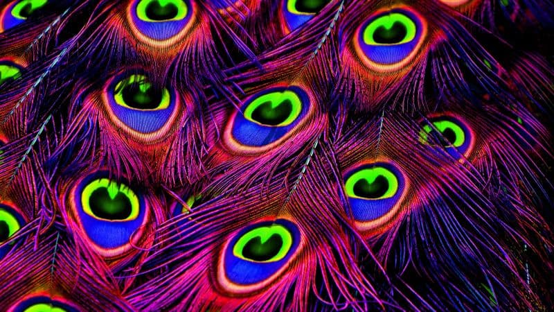 Peacock feather Plumage Wallpaper