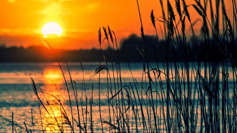 Sunsets over lakes with reeds Wallpaper