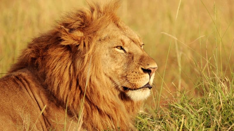 African Lion Safari Wallpaper