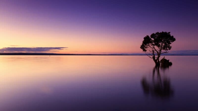 Tree Silhouette Sunset Wallpaper