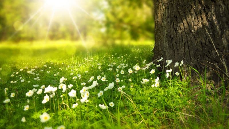 Tree Trunk Meadow Wallpaper