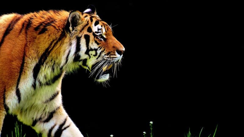 Tiger AMOLED Wallpaper