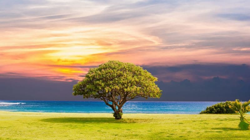 Green Tree Ocean view Wallpaper