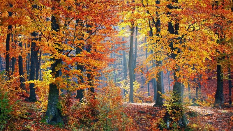 Autumn trees Fallen Leaves Wallpaper