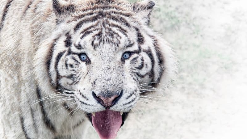 White tiger Wild animal Wallpaper