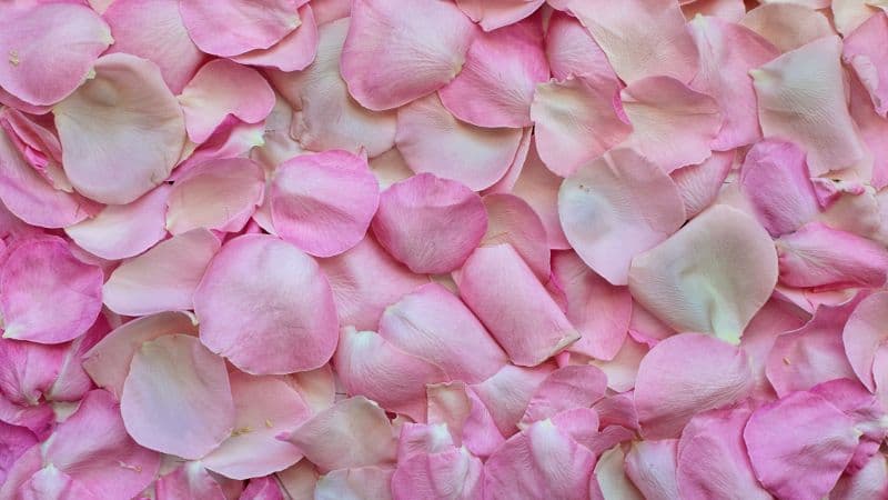 Rose Petals Pink Wallpaper
