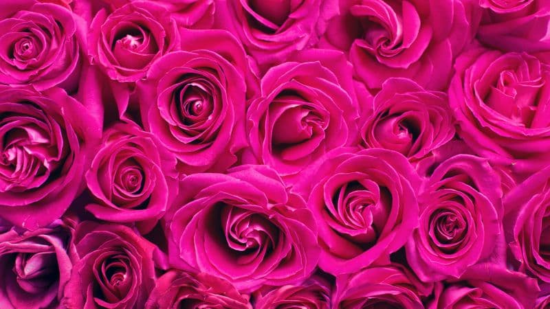 Pink Roses Floral Background Wallpaper