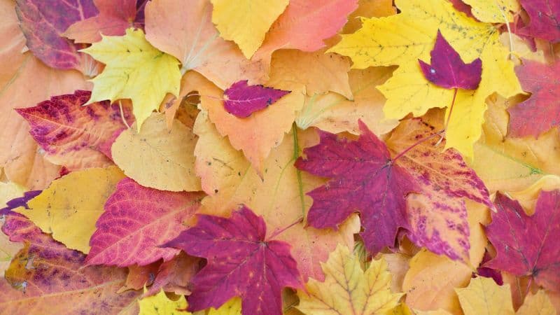 Maple leaves Fall Foliage Wallpaper