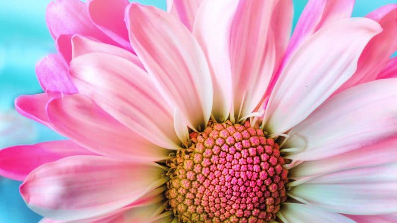 Pink Daisy Macro Wallpaper