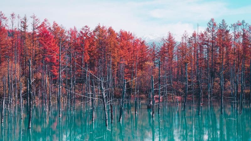 Shirogane Blue Pond Hokkaido Wallpaper