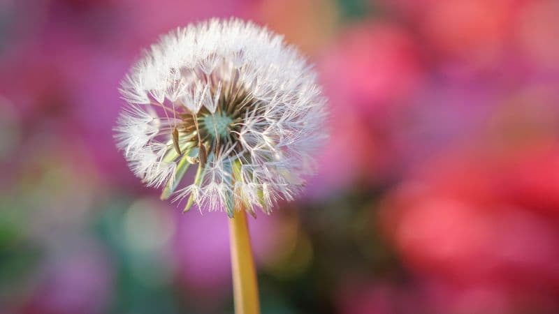 Dandelion flower Blur background Wallpaper