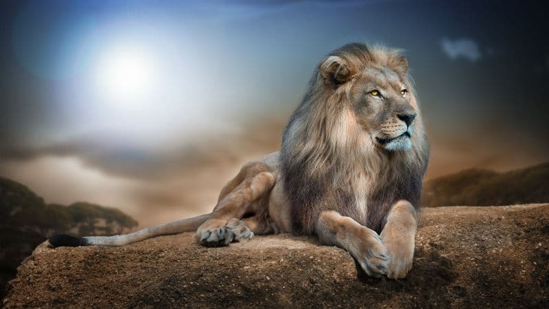 African Lion Big cat Wallpaper