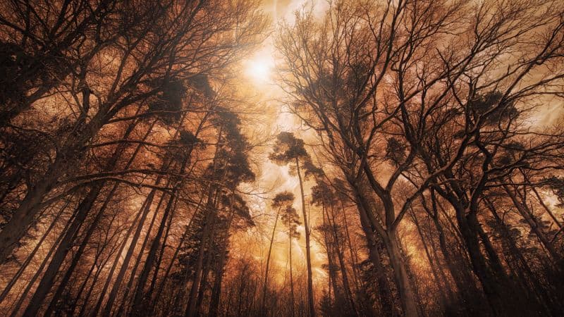 Woods Forest Wallpaper