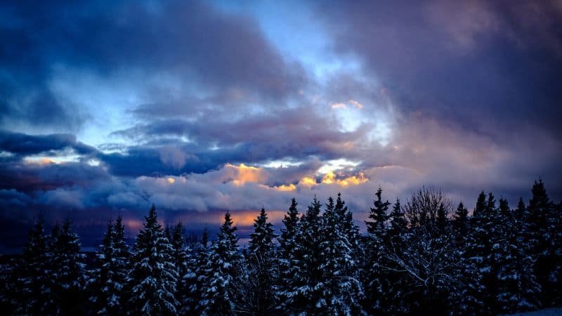 Snowy Trees Winter Wallpaper