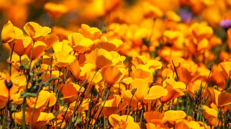 Poppy flowers Floral Background Wallpaper