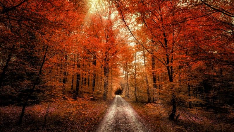 Autumn Forest Passage Wallpaper