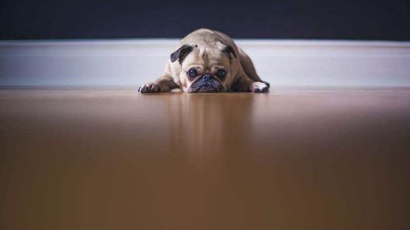 Fawn Pug On the floor Wallpaper