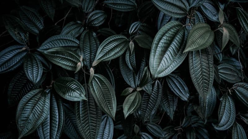Leaf Background Green leaves Wallpaper