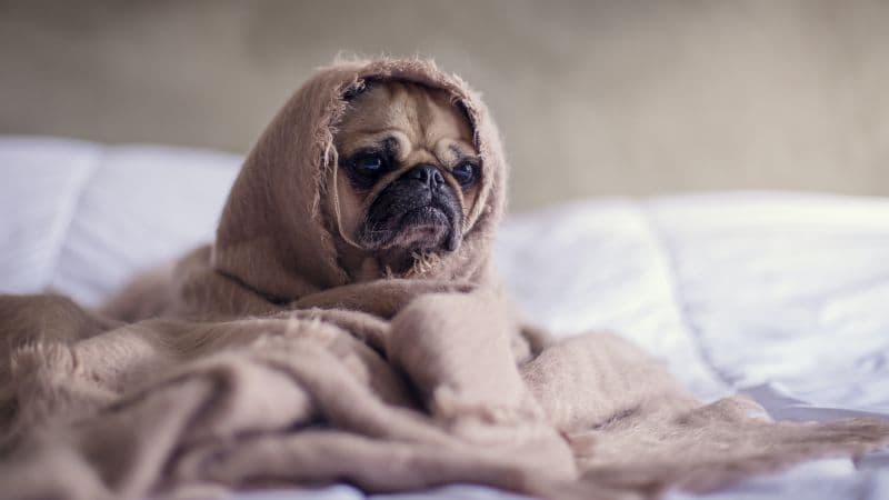 Fawn Pug Sad Wallpaper