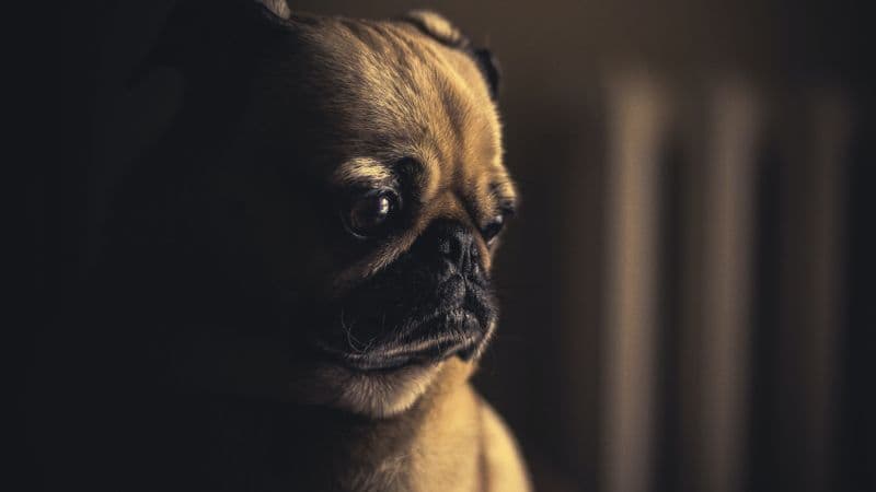 Fawn Pug Pet dog Wallpaper