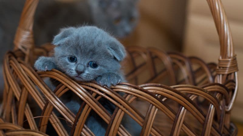 Russian Blue Kitten Cat Wallpaper