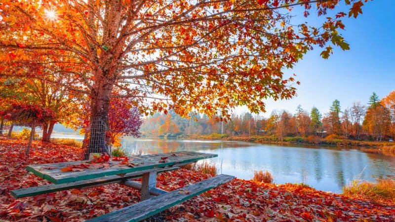 Autumn Maple tree Wallpaper