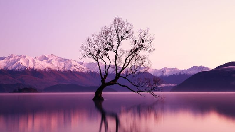 Withered Tree Glacier mountains Wallpaper