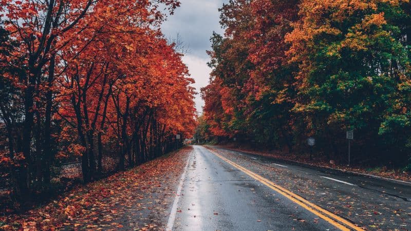 Autumn trees Foliage Wallpaper