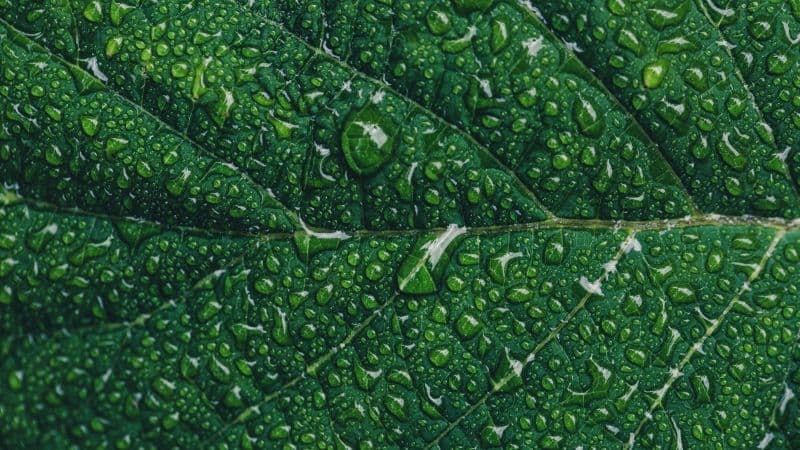 Green leaf Water drops Wallpaper