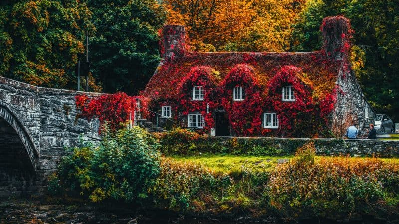 House Covered by Trees Autumn trees Wallpaper