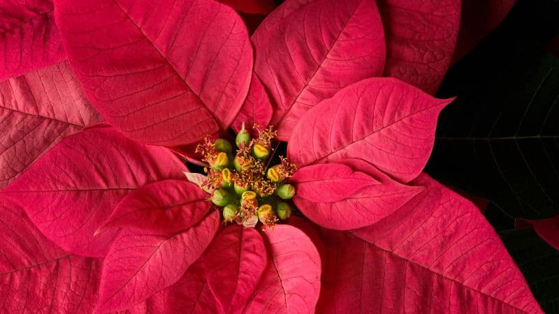 Red Leaf Plant Fresh Wallpaper