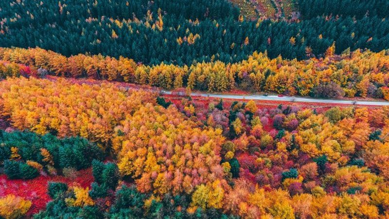Autumn trees Countryside Wallpaper