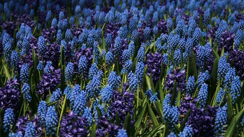 Lupine Field Blue flowers Wallpaper