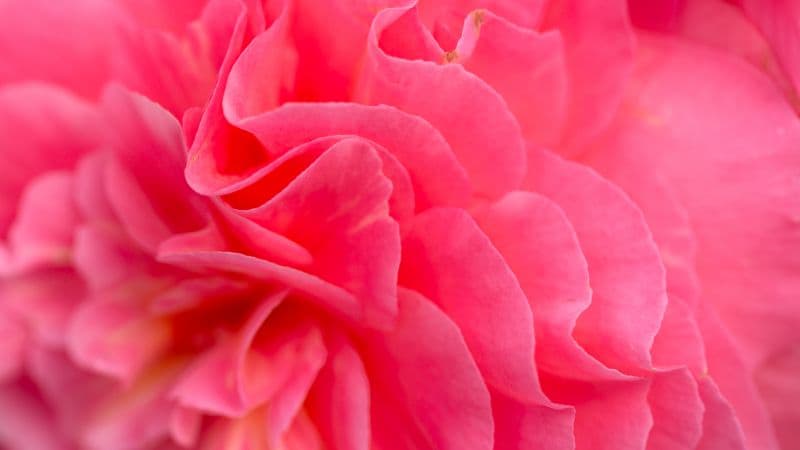Pink flower Bokeh Wallpaper