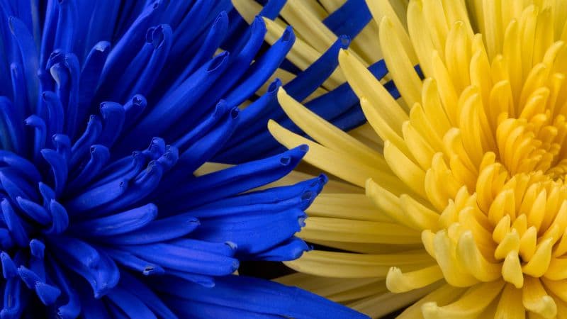 Blue flower Yellow flower Wallpaper