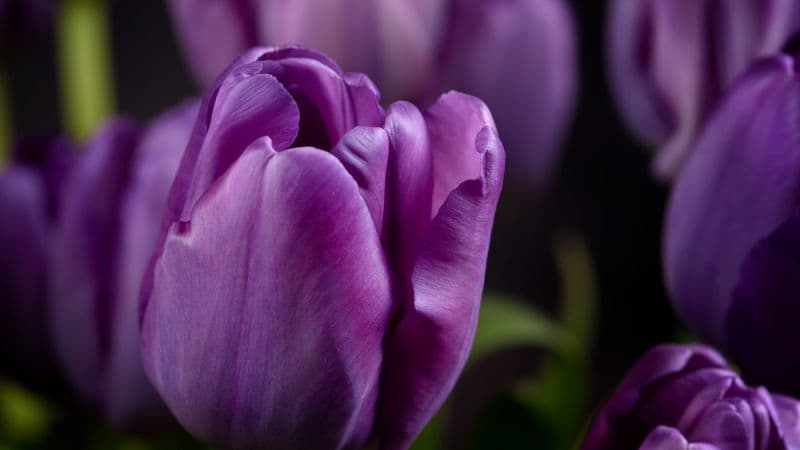 Purple tulips Closeup Wallpaper