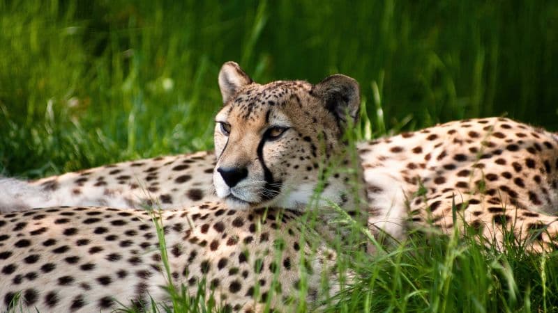 Cheetah Grass Wallpaper